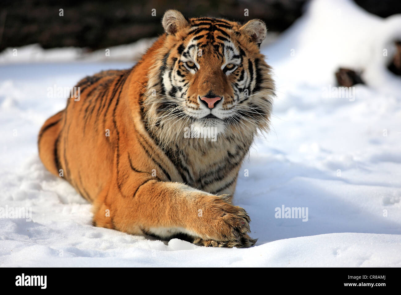 Tigre Siberiana (Panthera tigris altaica), che giace nella neve, in inverno, Asia Foto Stock