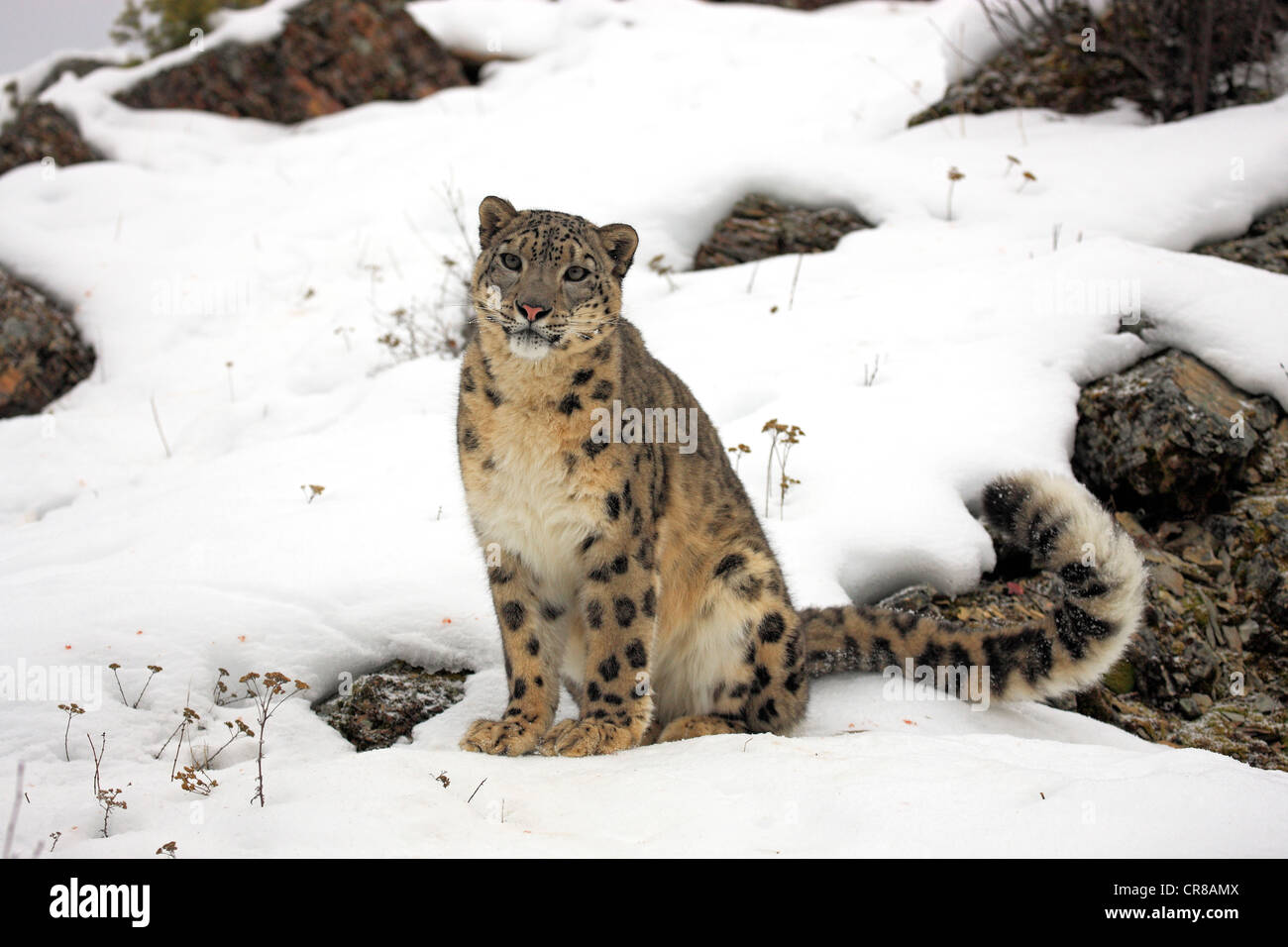 Snow Leopard (uncia uncia), Adulto, seduta, neve, in inverno, Asia Foto Stock