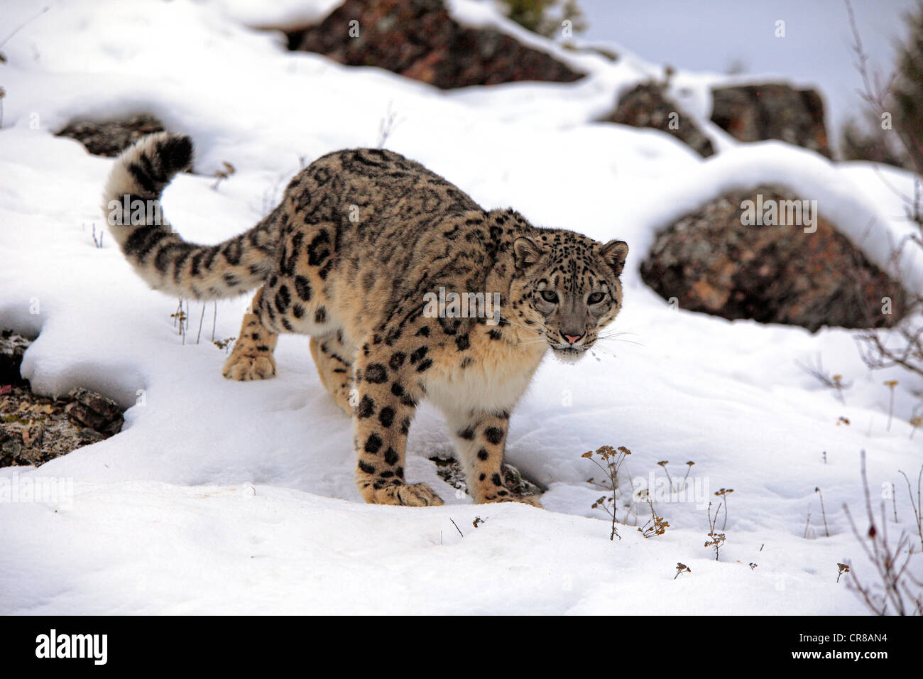 Snow Leopard (uncia uncia), Adulto, foraggio, neve, in inverno, Asia Foto Stock