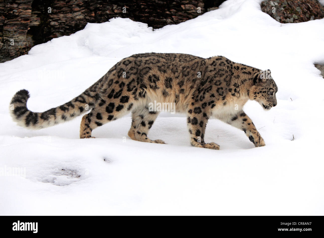 Snow Leopard (uncia uncia), Adulto, foraggio, neve, in inverno, Asia Foto Stock