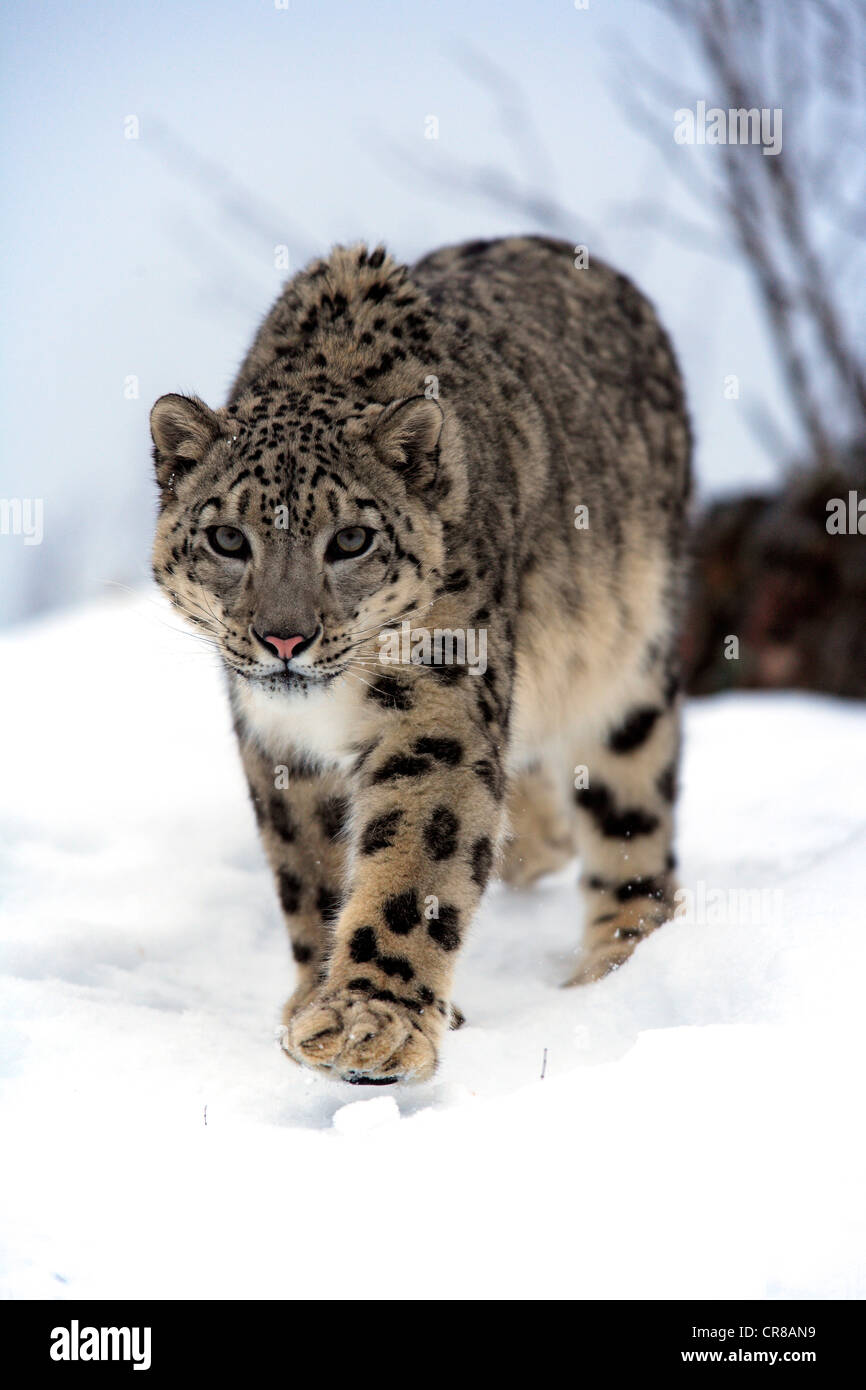 Snow Leopard (Uncia uncia), Adulto, passeggiate, neve, in inverno, Asia Foto Stock