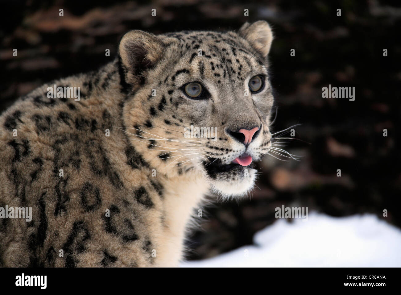 Snow Leopard (Uncia uncia), Adulto, Ritratto, Neve, in inverno, Asia Foto Stock