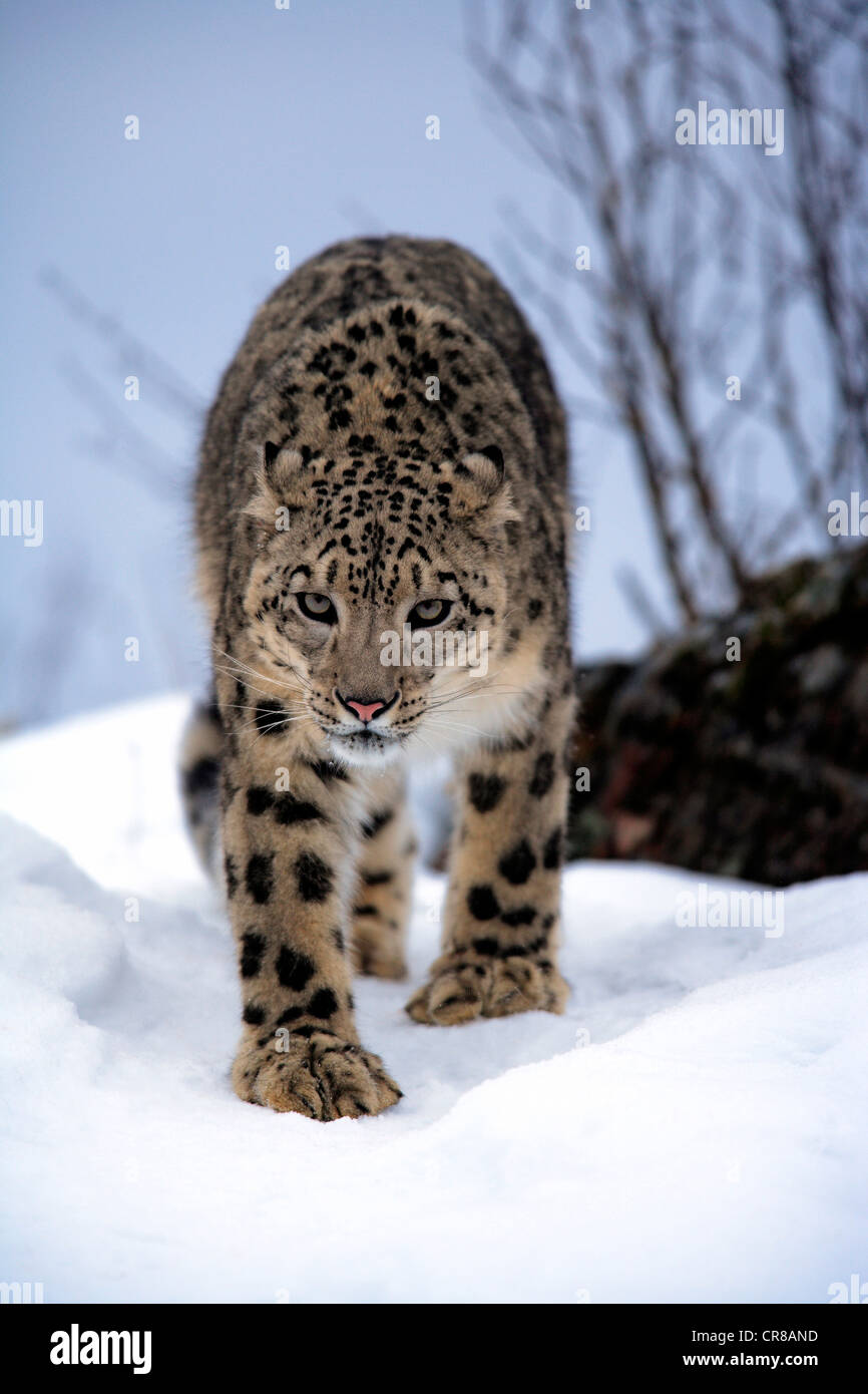 Snow Leopard, Uncia uncia, , adulto, camminando a piedi, neve, in inverno, verticale, Leopard, leopardi, cat, gatti, predator, predatori Foto Stock