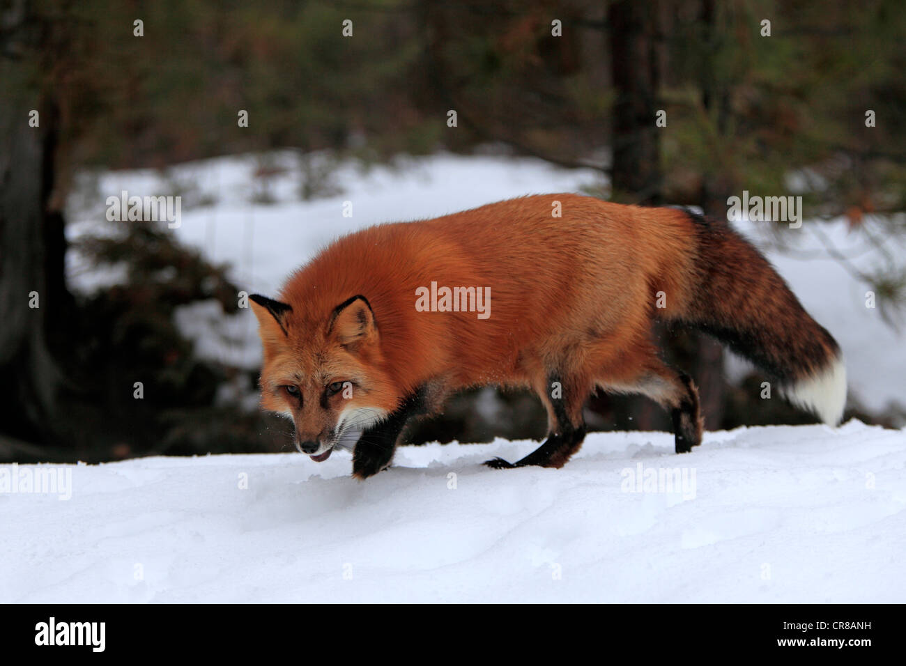 Red Fox (Vulpes vulpes vulpes), Adulto, foraggio, neve, in inverno, Montana, USA Foto Stock