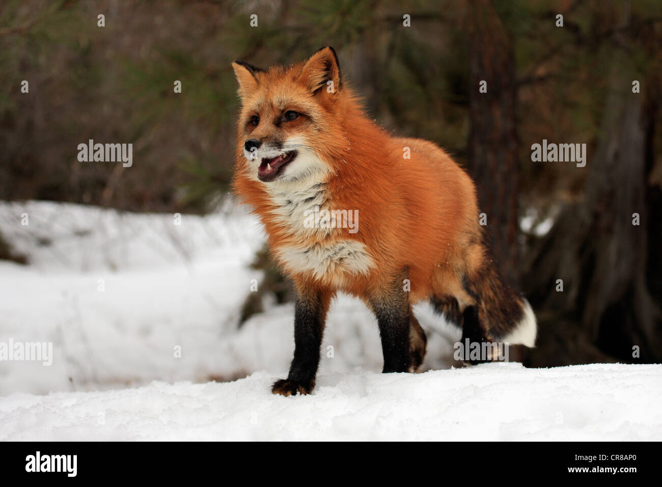 Red Fox (Vulpes vulpes vulpes), Adulto, foraggio, neve, in inverno, Montana, USA Foto Stock