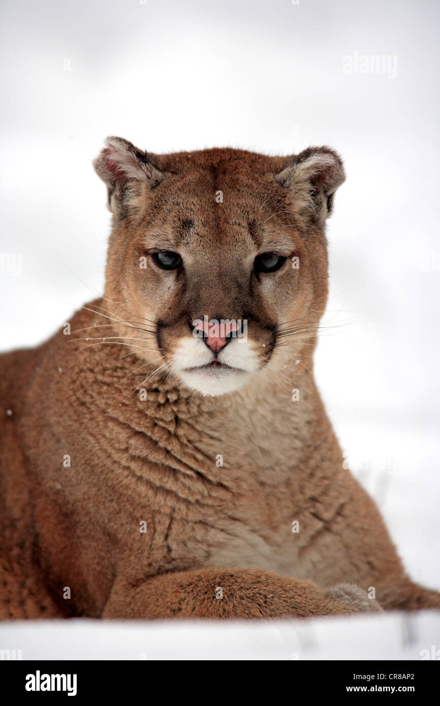 Cougar (Felis concolor), Adulto, sdraiato, Ritratto, Neve, in inverno, Montana, USA Foto Stock