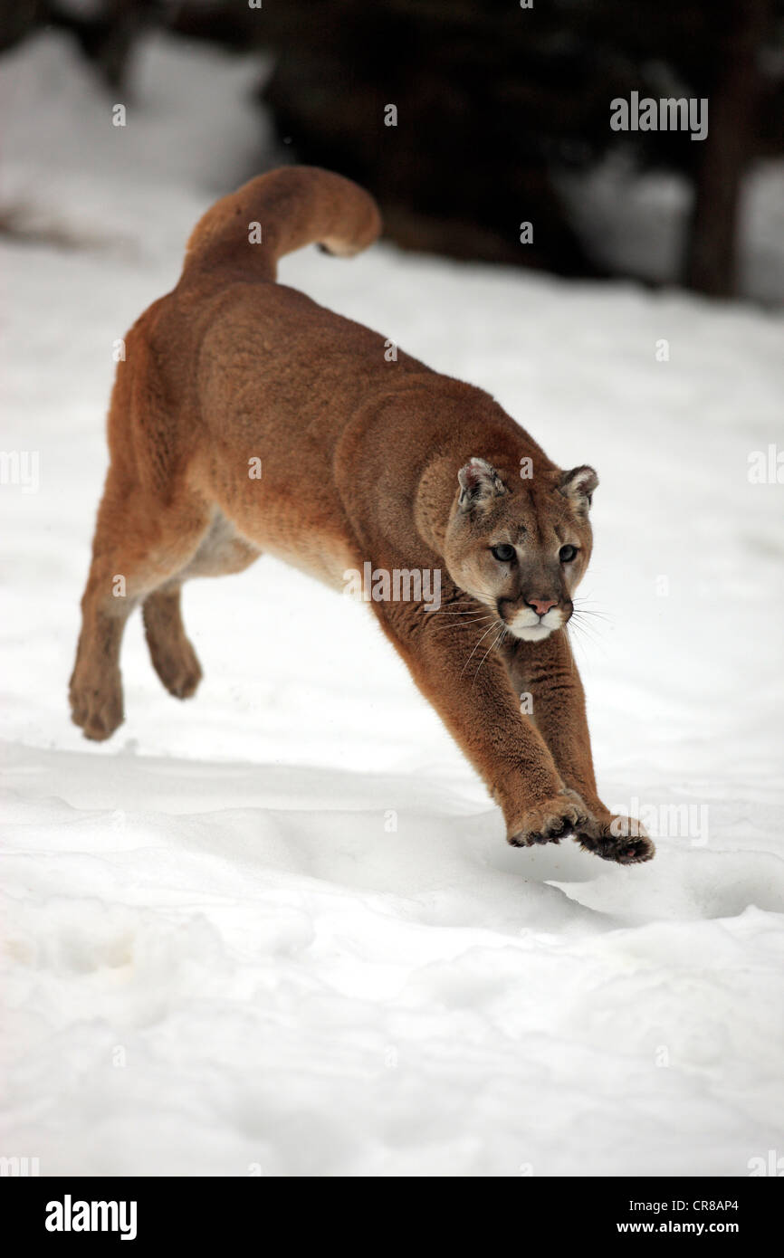 Cougar (Felis concolor), Adulto, jumping, caccia, neve, in inverno, Montana, USA Foto Stock
