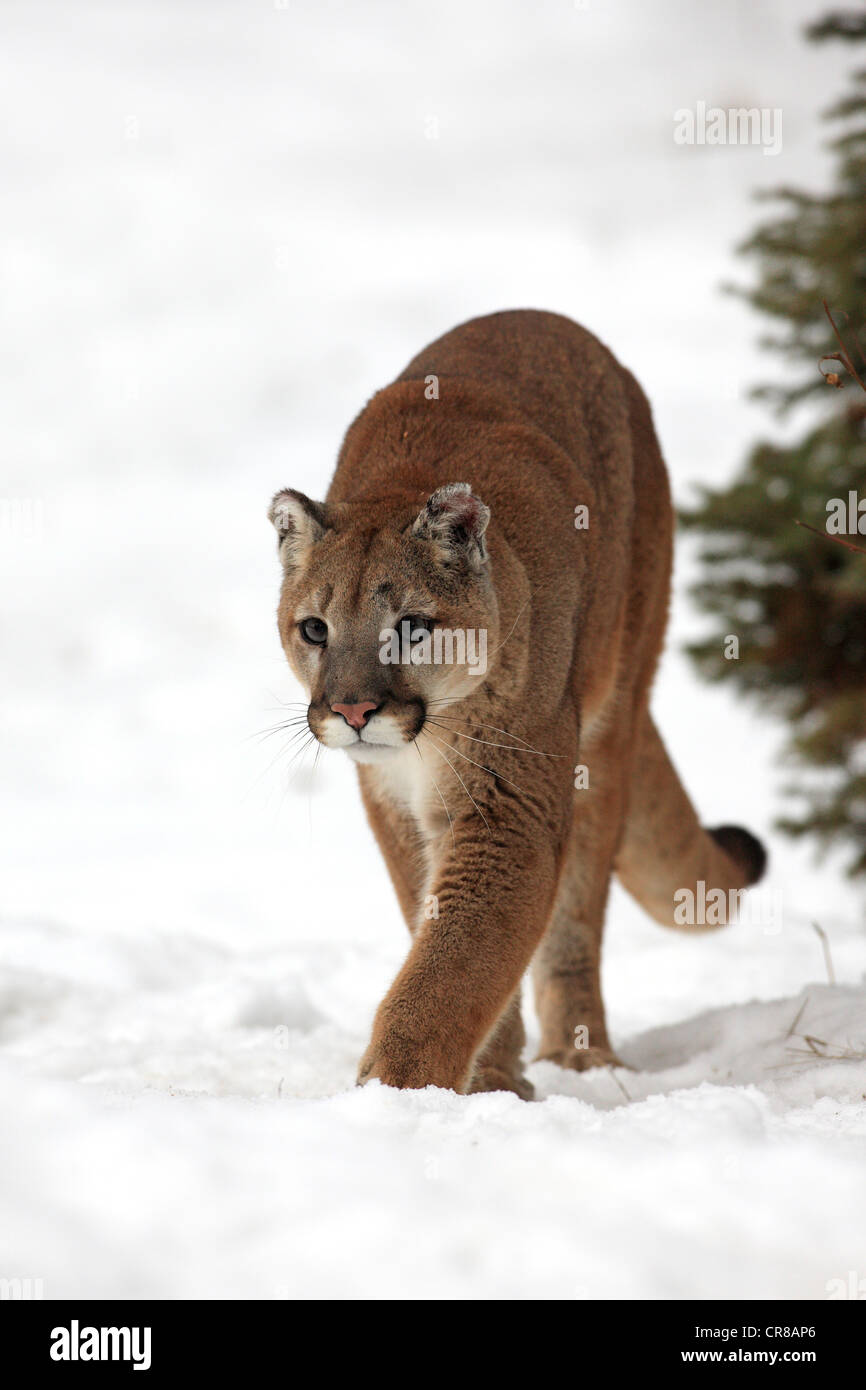 Cougar (Felis concolor), Adulto, foraggio, neve, in inverno, Montana, USA Foto Stock