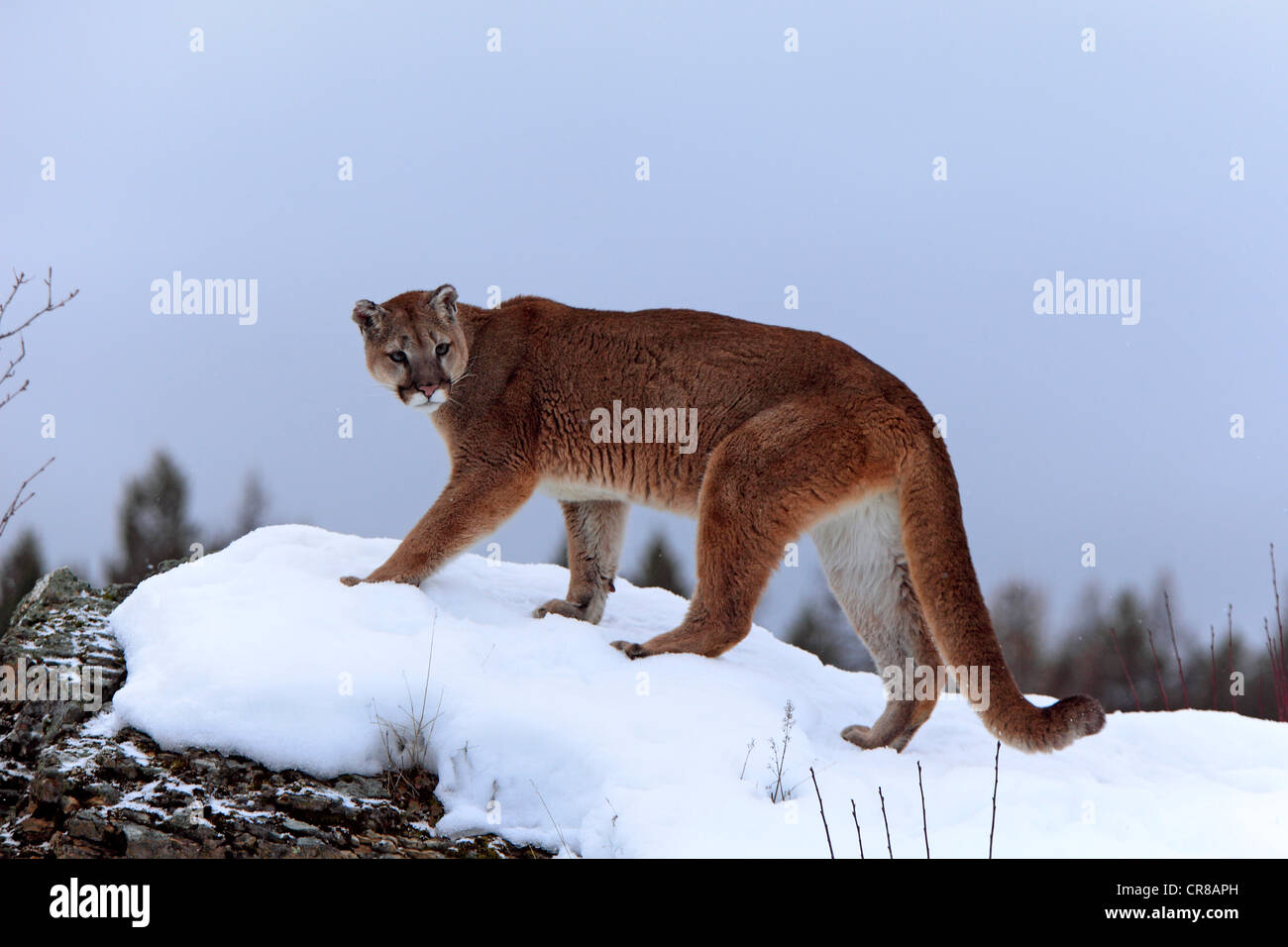 Cougar (Felis concolor), Adulto, foraggio, neve, in inverno, Montana, USA Foto Stock