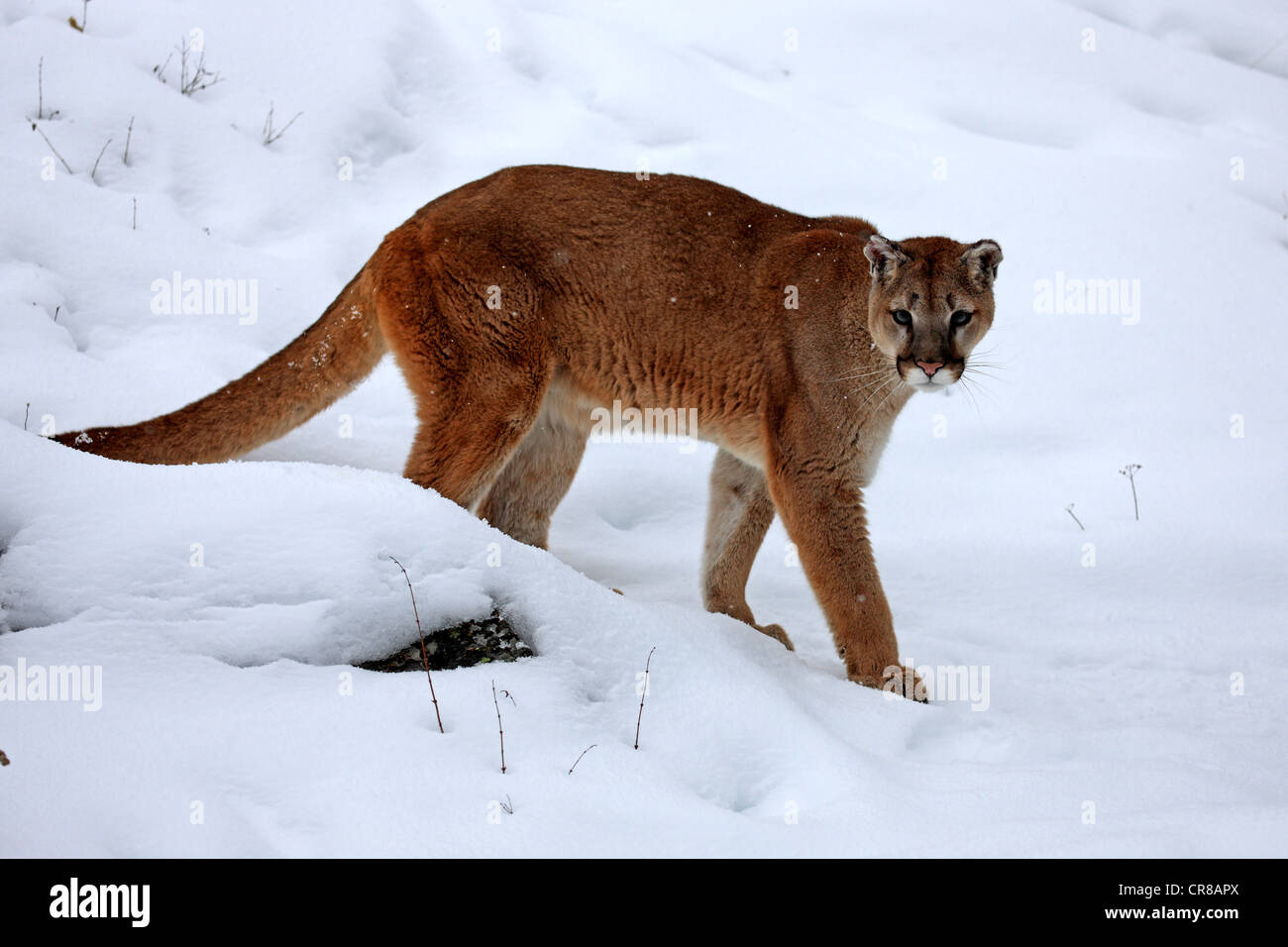Cougar o Puma (Felis concolor), Adulto, rovistando nella neve, in inverno, Montana, USA Foto Stock