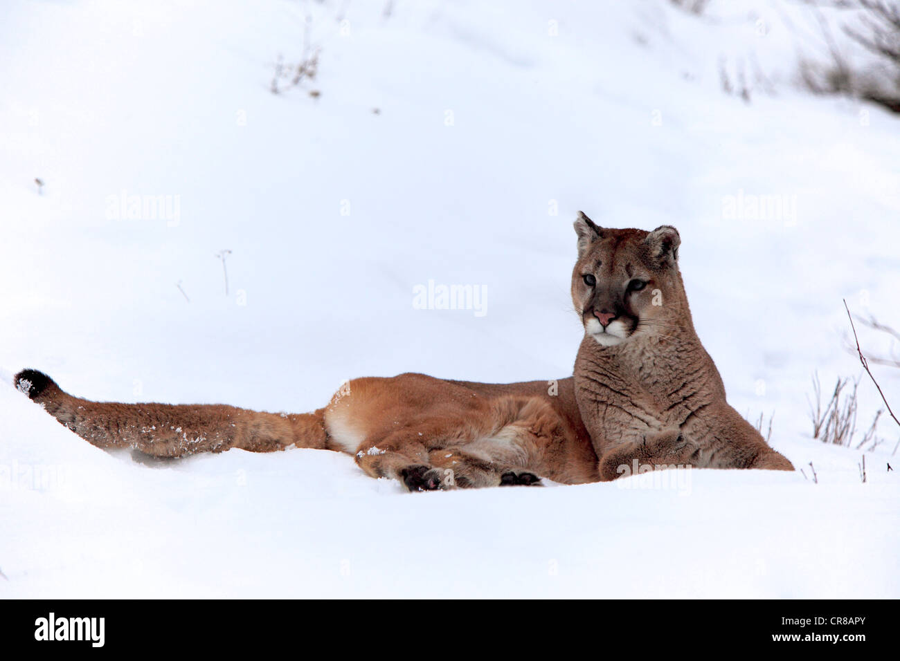 Cougar o Puma (Felis concolor), adulto, in appoggio sulla neve, in inverno,  Montana, USA Foto stock - Alamy