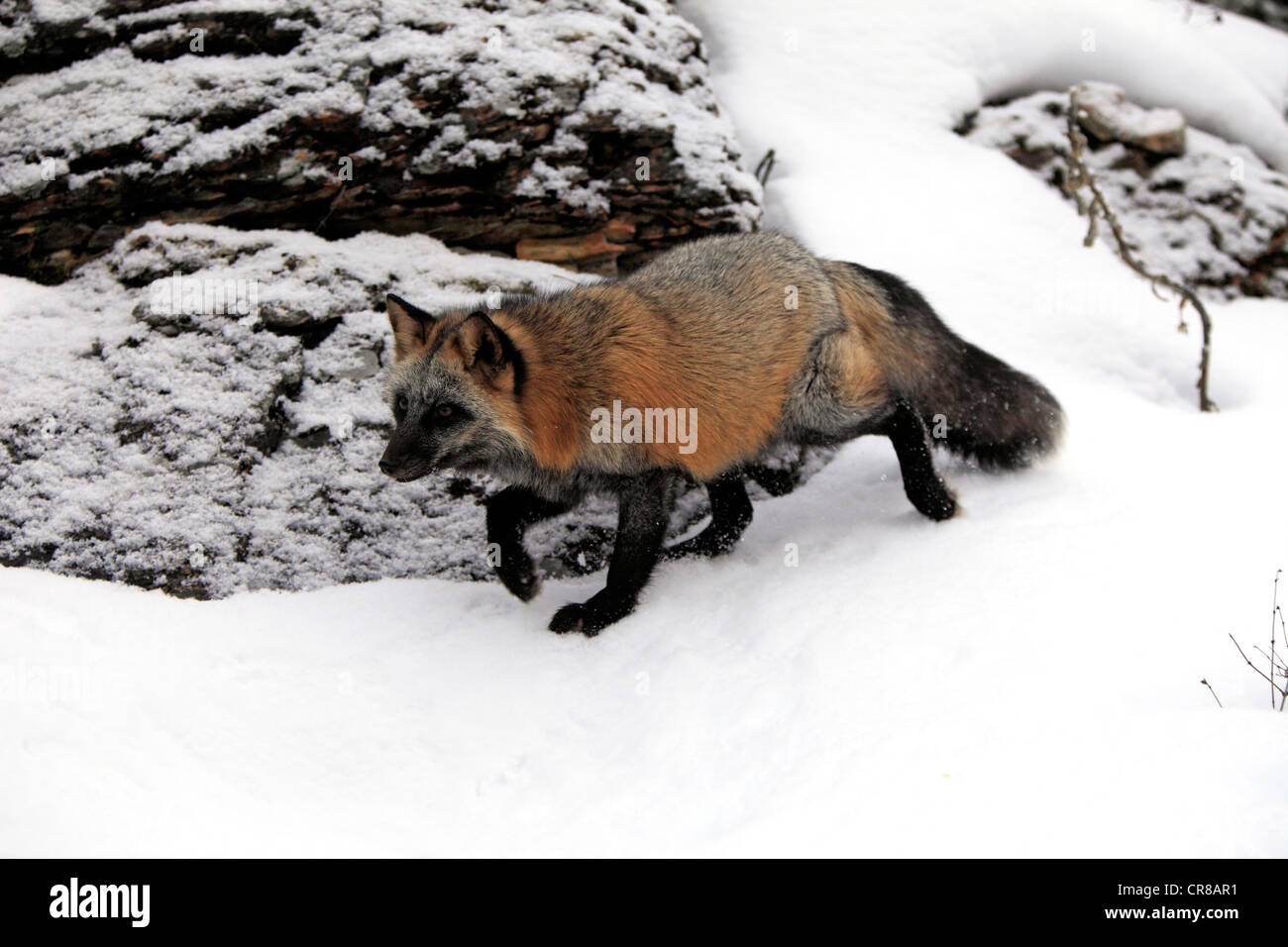 North American Red Fox (Vulpes vulpes vulpes), Adulto, rovistando nella neve, in inverno, Montana, USA Foto Stock