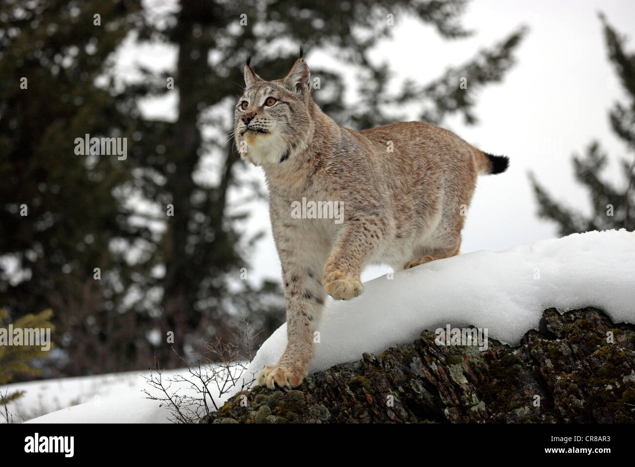 Eurasian (Lynx Lynx lynx), Adulto, rovistando nella neve, in inverno, Montana, USA Foto Stock