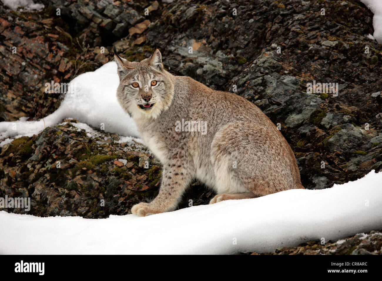 Eurasian (Lynx Lynx lynx), Adulto, rovistando nella neve, in inverno, Montana, USA Foto Stock