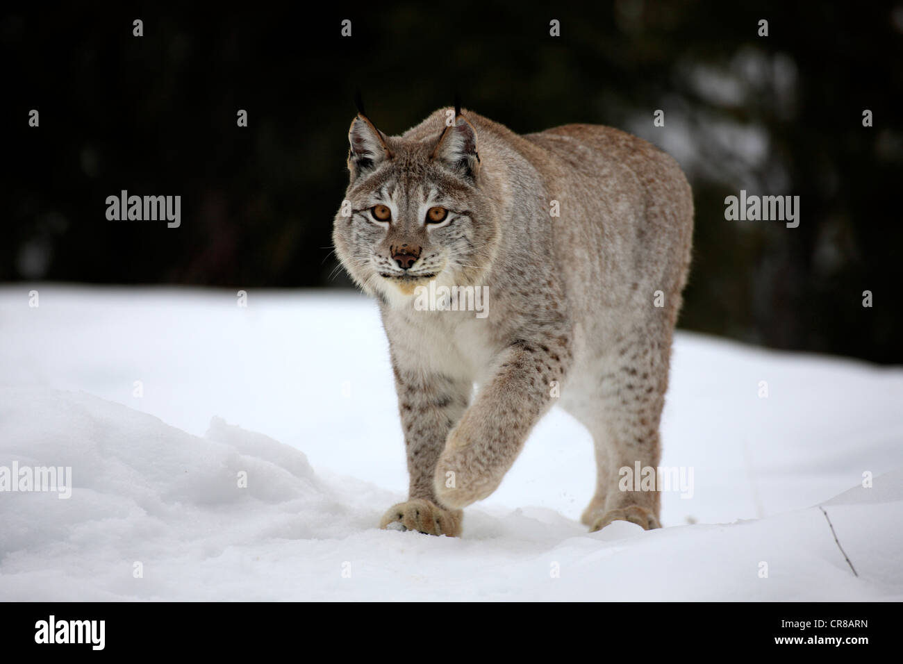 Eurasian (Lynx Lynx lynx), Adulto, foraggio, neve, in inverno, Montana, USA Foto Stock
