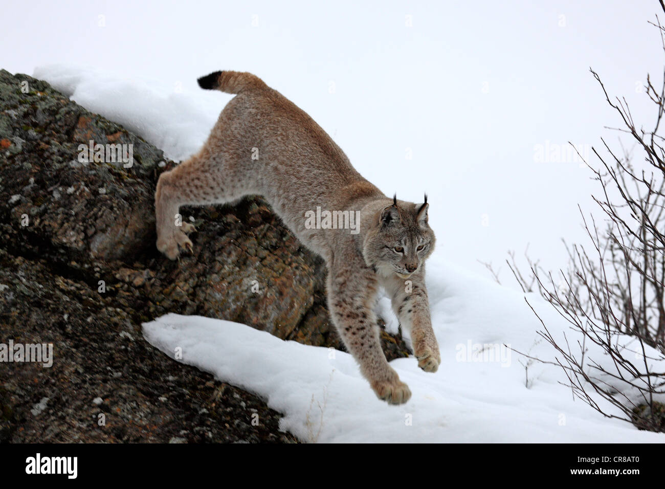 Eurasian (Lynx Lynx lynx), Adulto, caccia, foraggio, neve, in inverno, Montana, USA Foto Stock