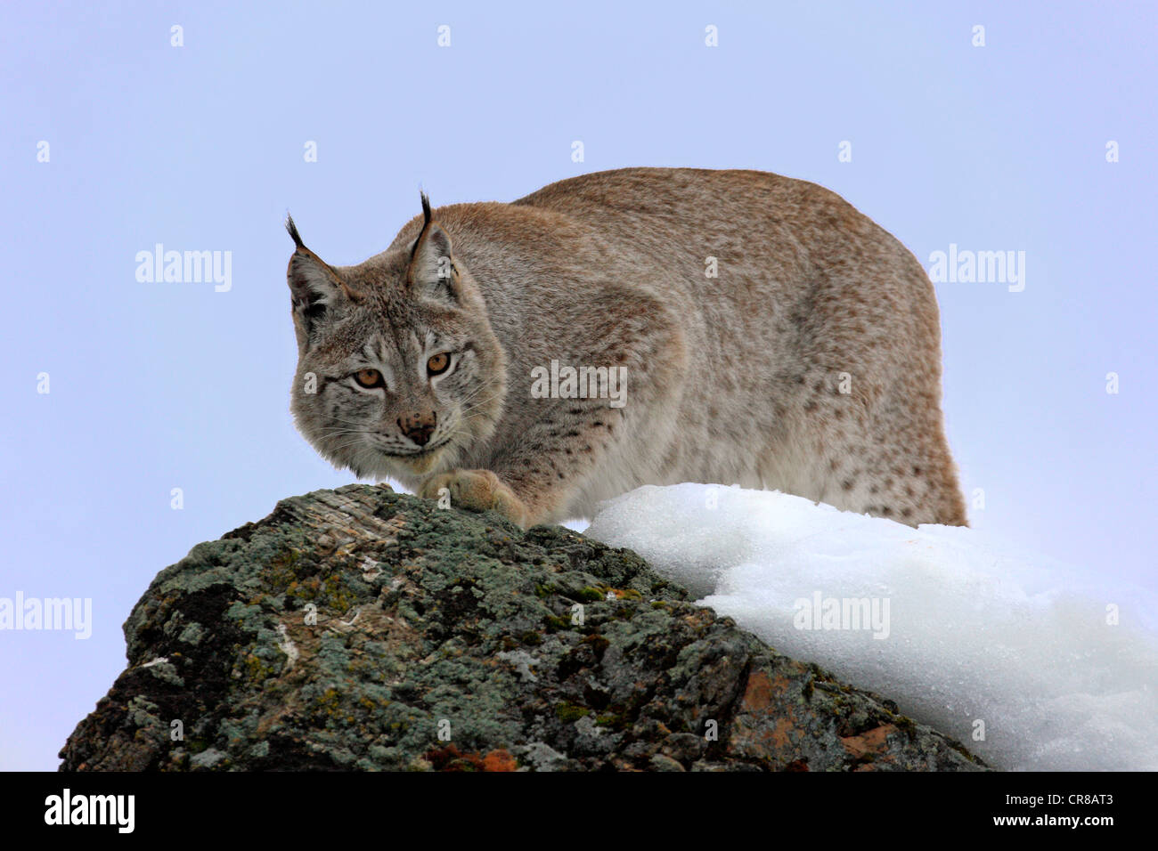 Eurasian (Lynx Lynx lynx), Adulto, neve, in inverno, Montana, USA Foto Stock