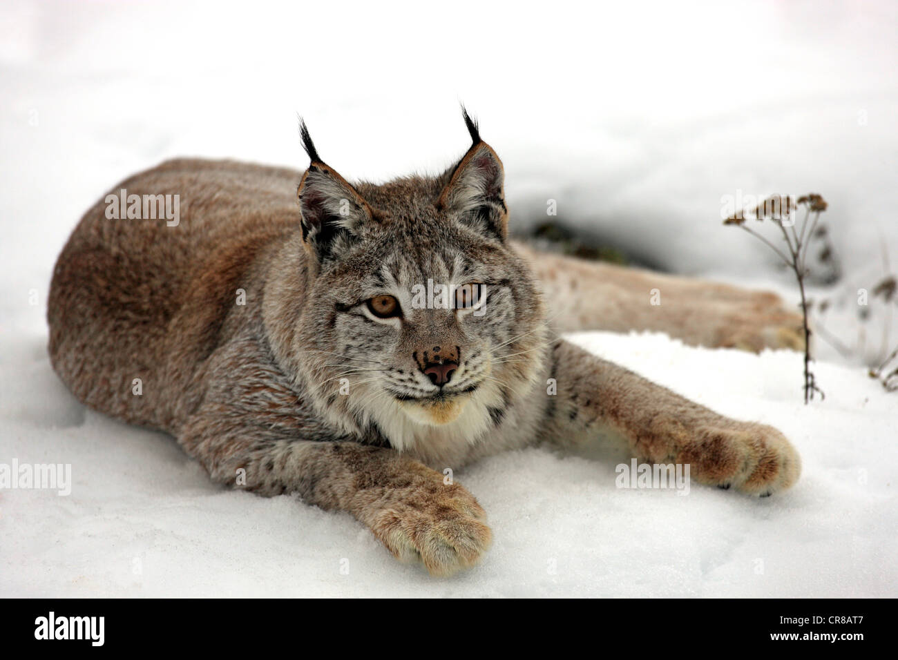 Eurasian (Lynx Lynx lynx), Adulto, giacente nella neve, in inverno, Montana, USA Foto Stock