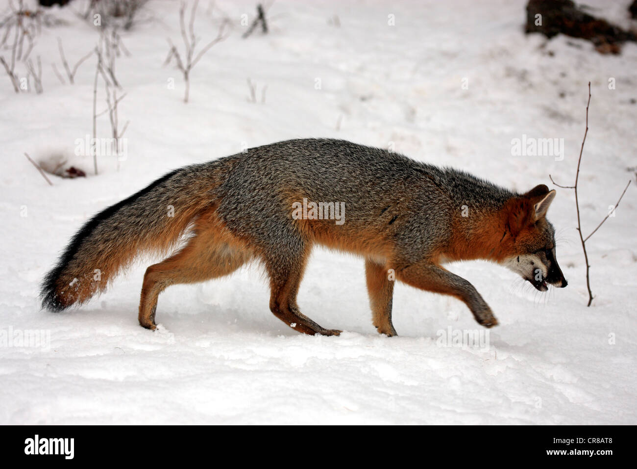 Gray Fox (Urocyon cinereoargenteus), Adulto, foraggio, neve, in inverno, Montana, USA Foto Stock
