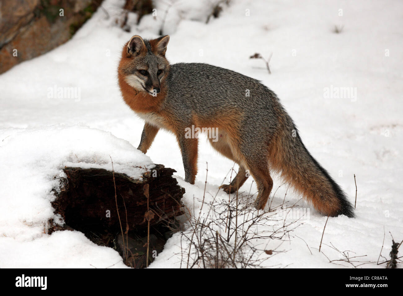 Gray Fox (Urocyon cinereoargenteus), Adulto, foraggio, neve, in inverno, Montana, USA Foto Stock