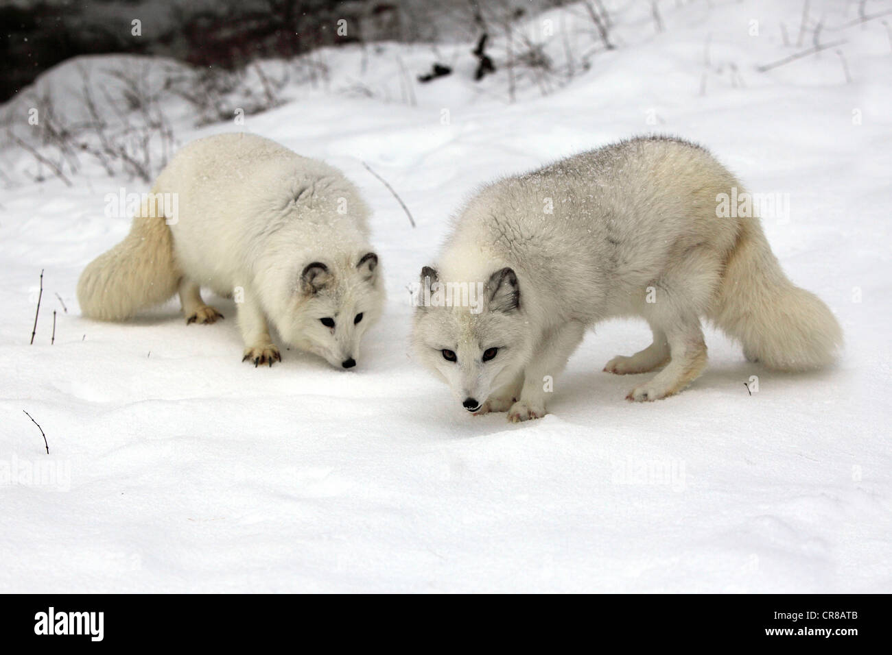 Arctic Fox (Alopex lagopus), coppia, adulto, foraggio, neve, in inverno, Montana, USA Foto Stock