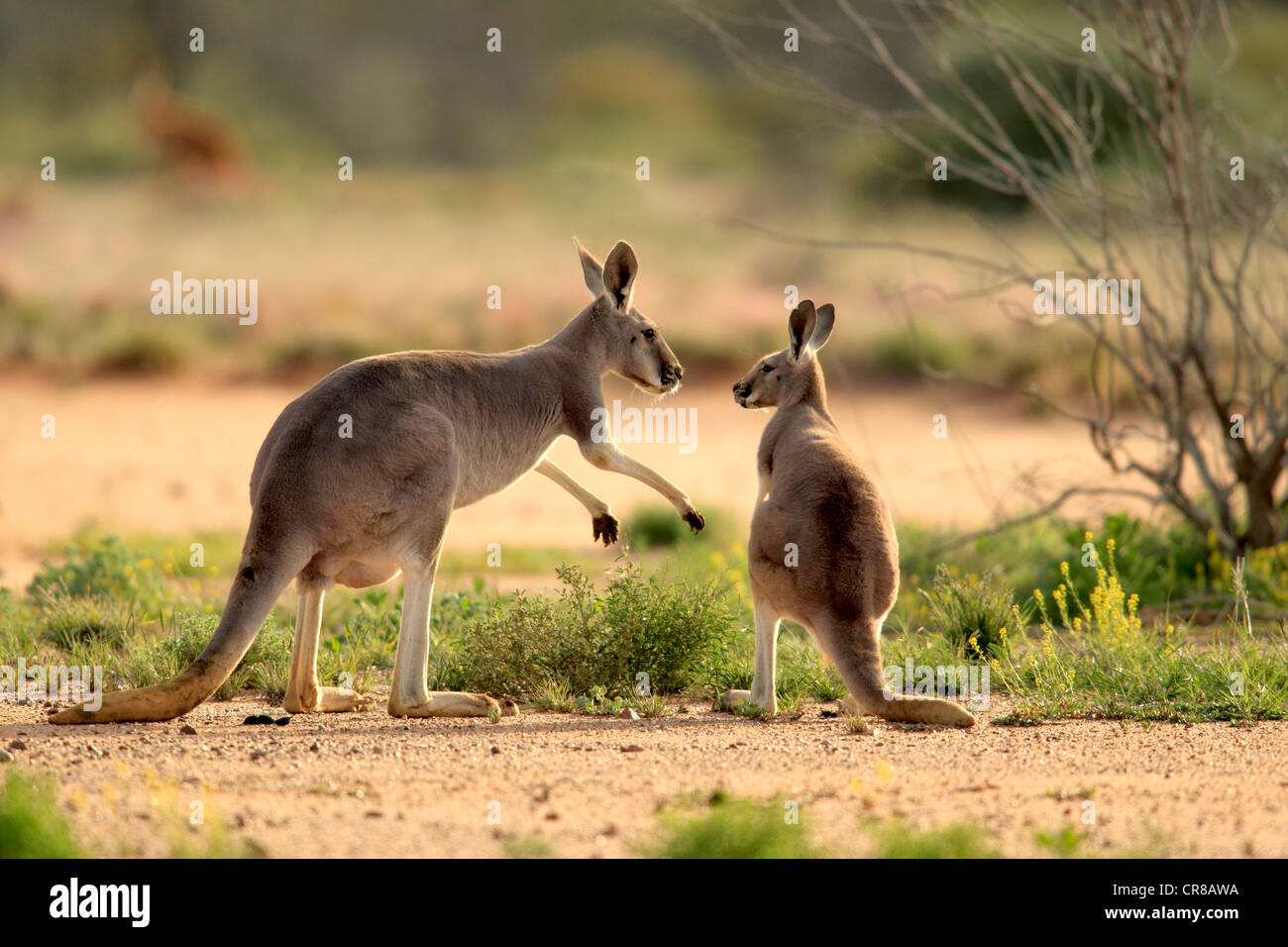 Canguro rosso (Macropus rufus) femmina adulti e giovani, Tibooburra, Sturt National Park, New South Wales, Australia Foto Stock