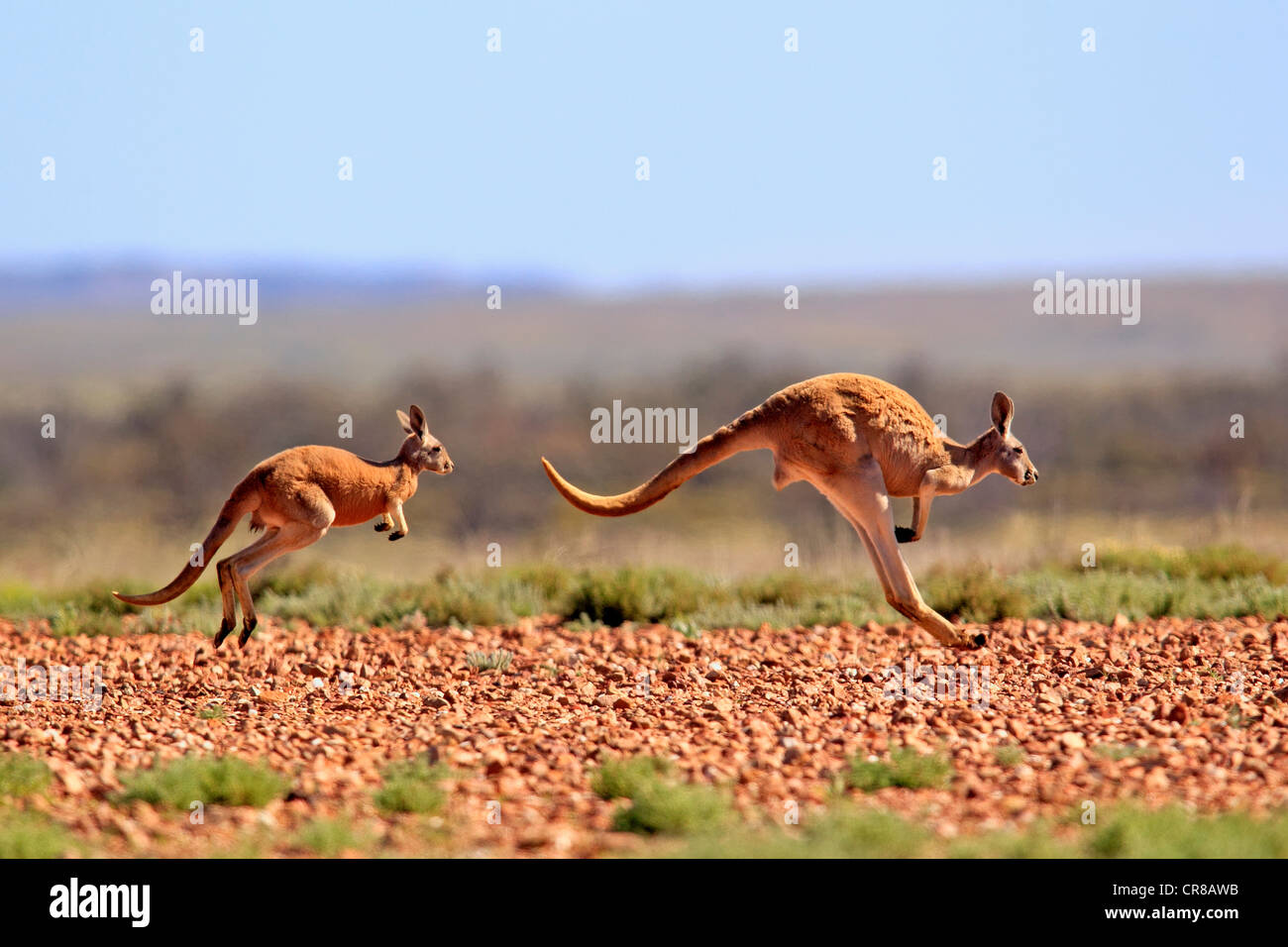 Canguro rosso (Macropus rufus) jumping femmina adulti e giovani, Tibooburra, Sturt National Park, New South Wales, Australia Foto Stock