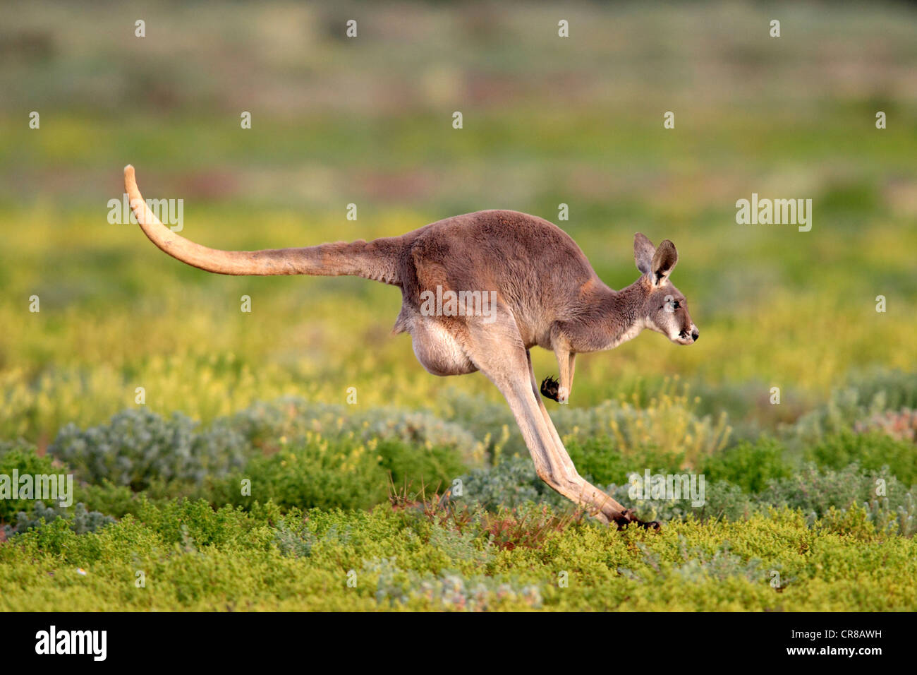 Canguro rosso (Macropus rufus) jumping adulto, Tibooburra, Sturt National Park, New South Wales, Australia Foto Stock