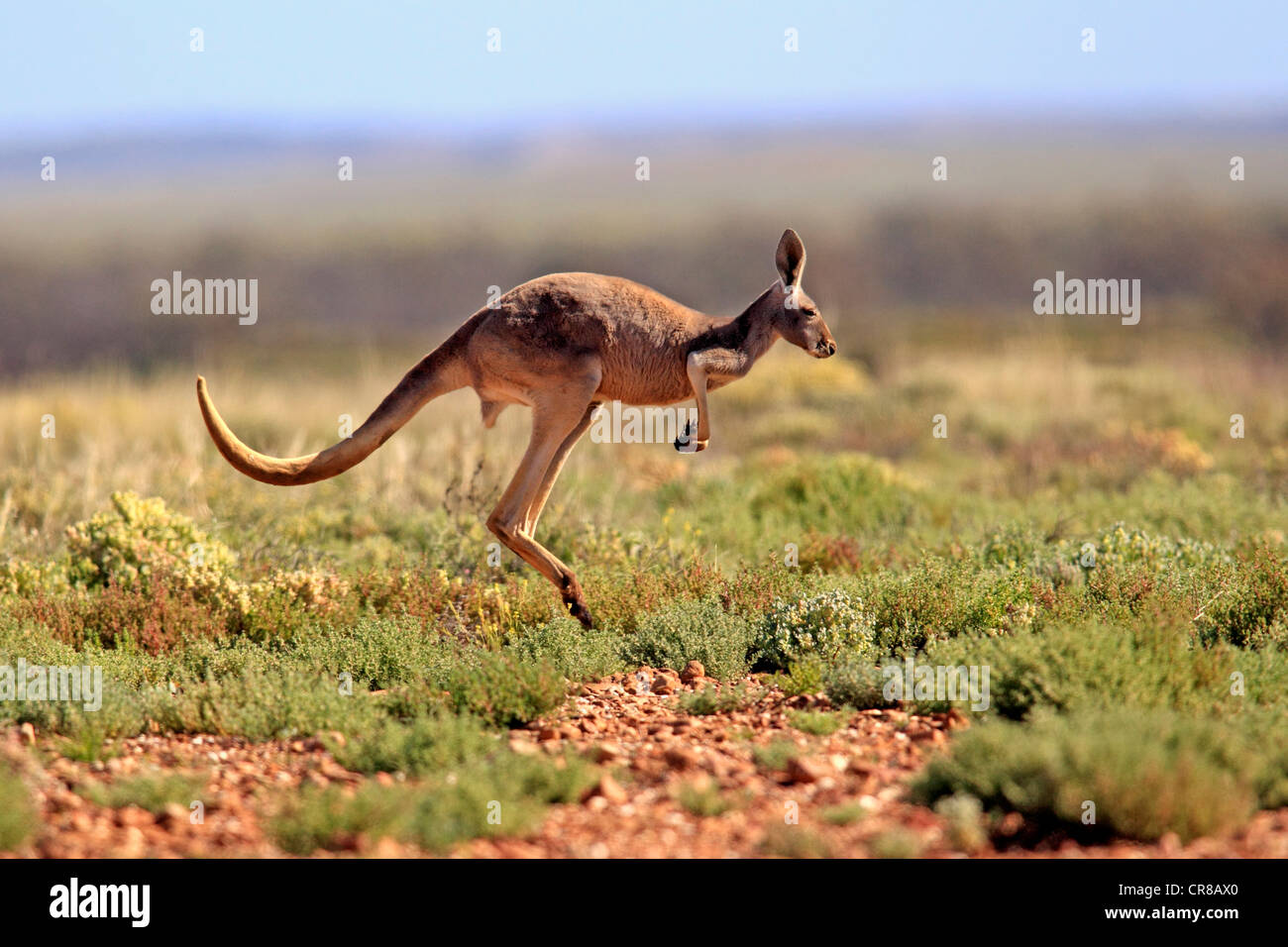 Canguro rosso (Macropus rufus) jumping adulto, Tibooburra, Sturt National Park, New South Wales, Australia Foto Stock