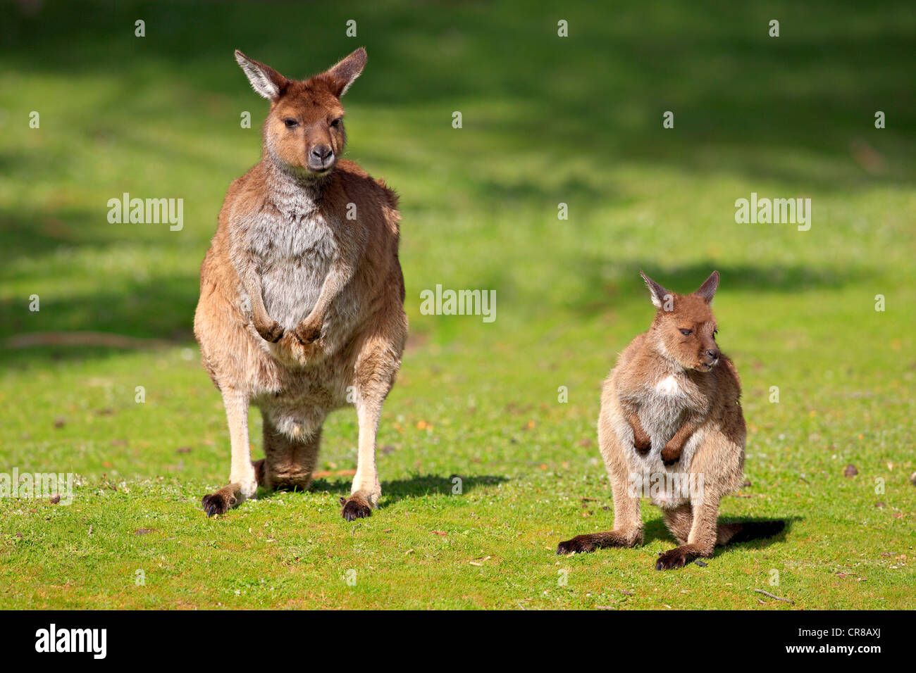 Kangaroo Island Kangaroo (Macropus fuliginosus fuliginosus), sottospecie di occidentale Canguro grigio, adulto, , Australia Foto Stock