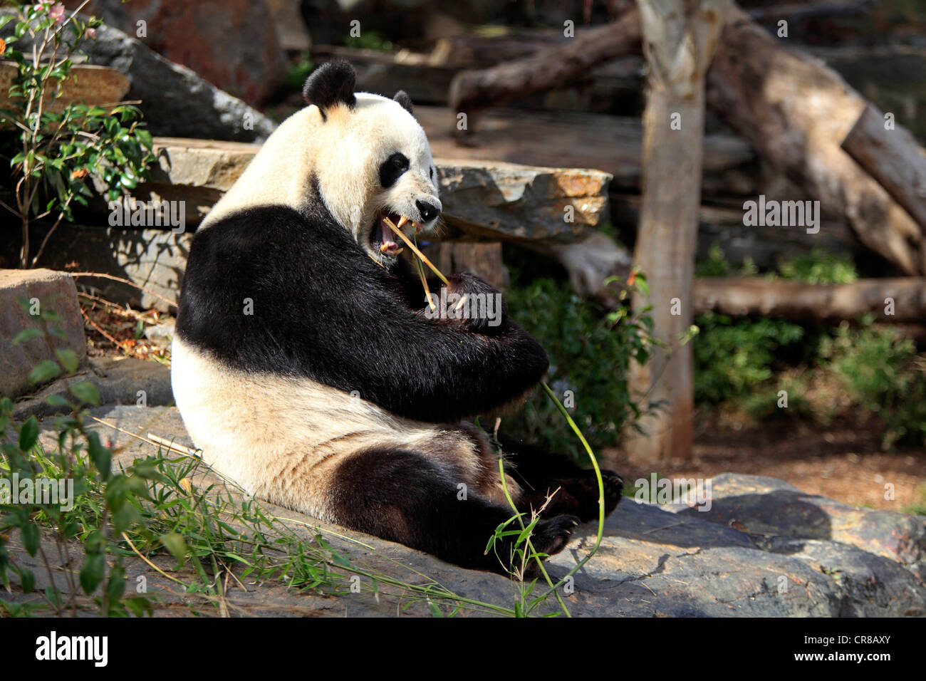 Panda gigante (Ailuropoda melanoleuca), Adulto mangiando bambù, lo Zoo di Adelaide, Sud Austalia, Australia Foto Stock