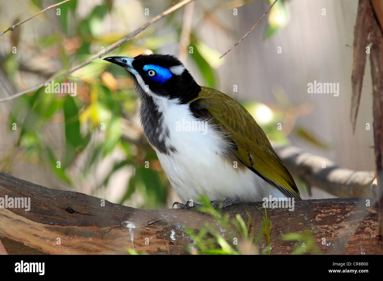 Blu - di fronte Honeyeater o Bananabird (Entomyzon cyanotis), Outback, Territorio del Nord, l'Australia Foto Stock