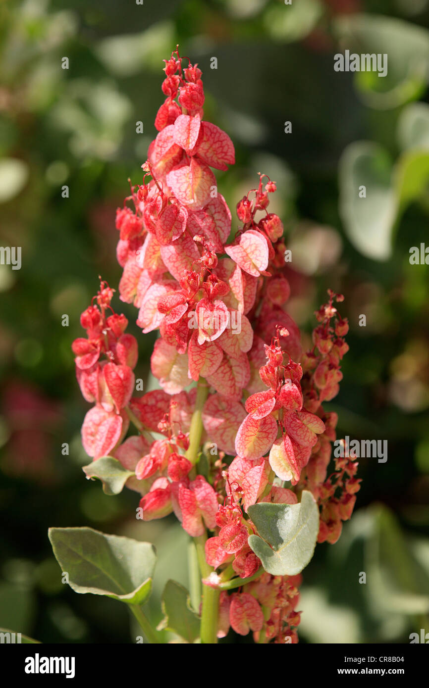 Bladderdock (Rumex vesicarius), fiore, Sturt National Park, New South Wales, Australia Foto Stock