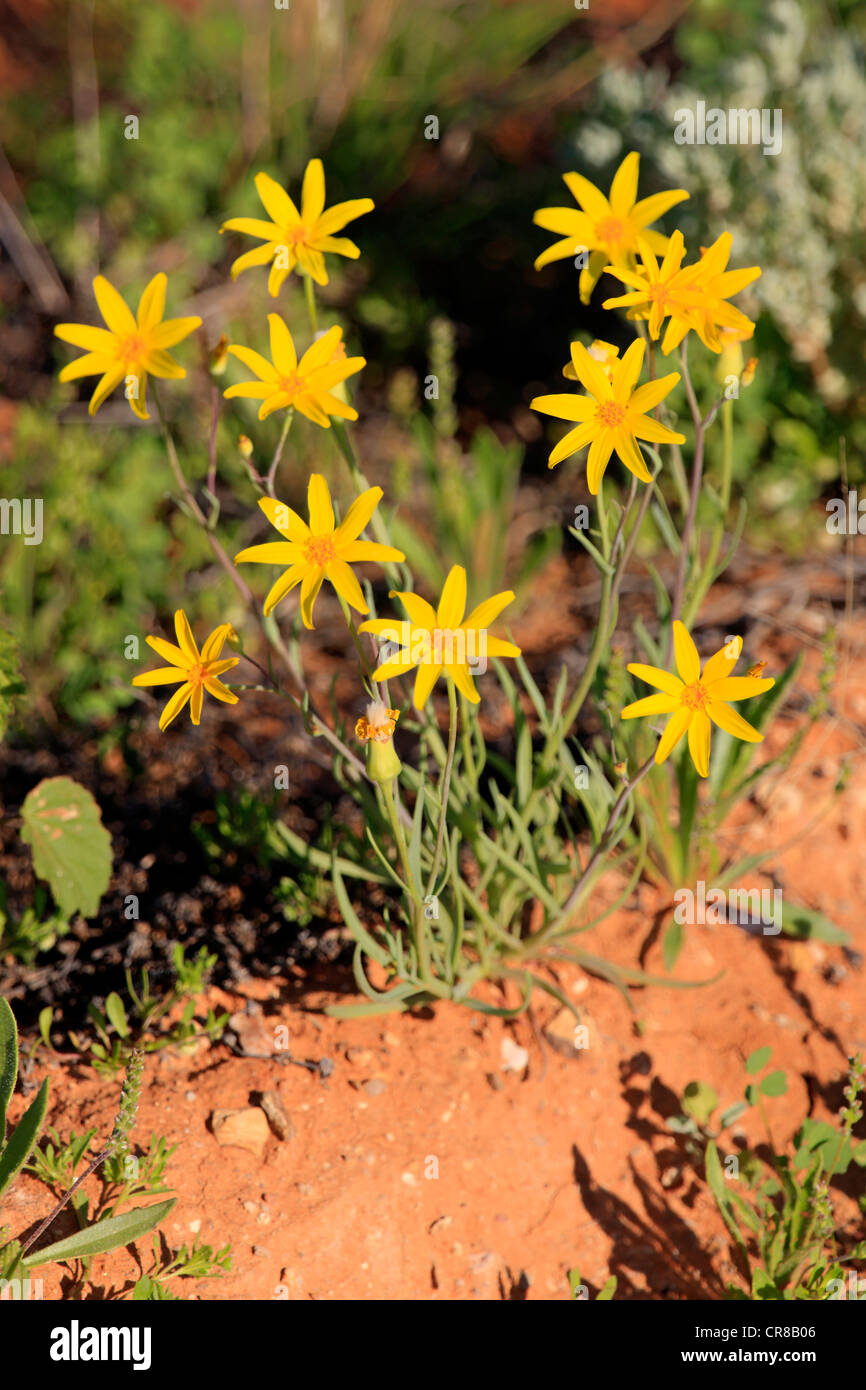 Yellowtop annuale (Senecio gregorii), fiori, Sturt National Park, New South Wales, Australia Foto Stock