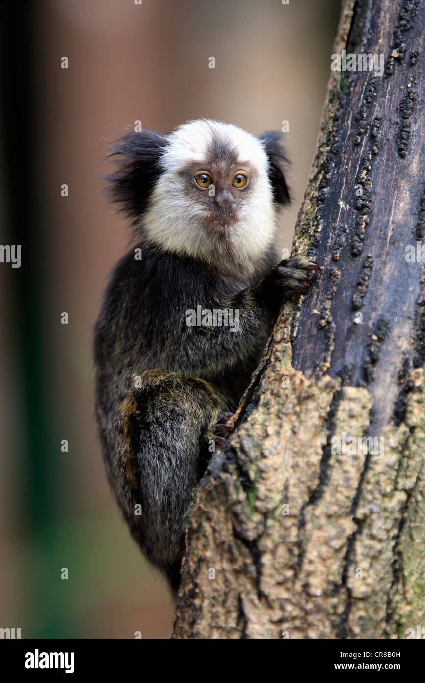 White-headed Marmoset, tufted-ear Marmoset o Geoffrey's Marmoset (callithrix geoffroyi), giovani nella struttura ad albero, Brasile, Sud America Foto Stock