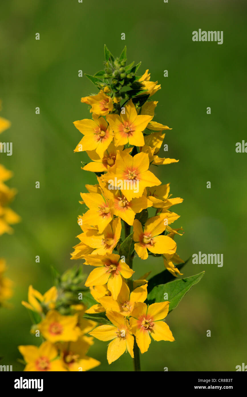 Giallo (Loosestrife Lysimachia punctata), Bush Foto Stock