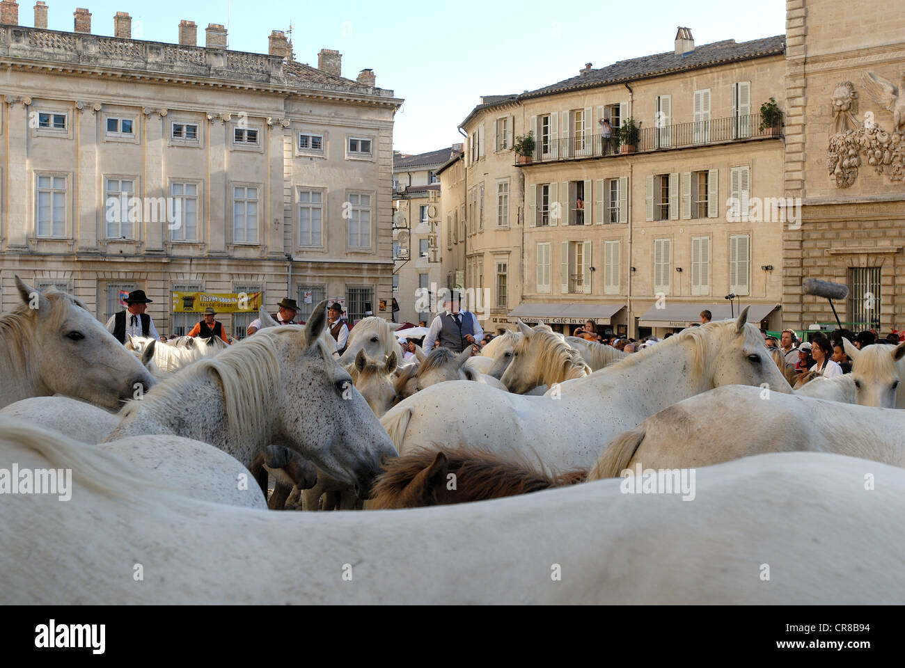 Francia, Vaucluse, Avignone, Avignon festival, parata di apertura del festival con i mandriani (protezioni) e i cavalli Camargue Foto Stock