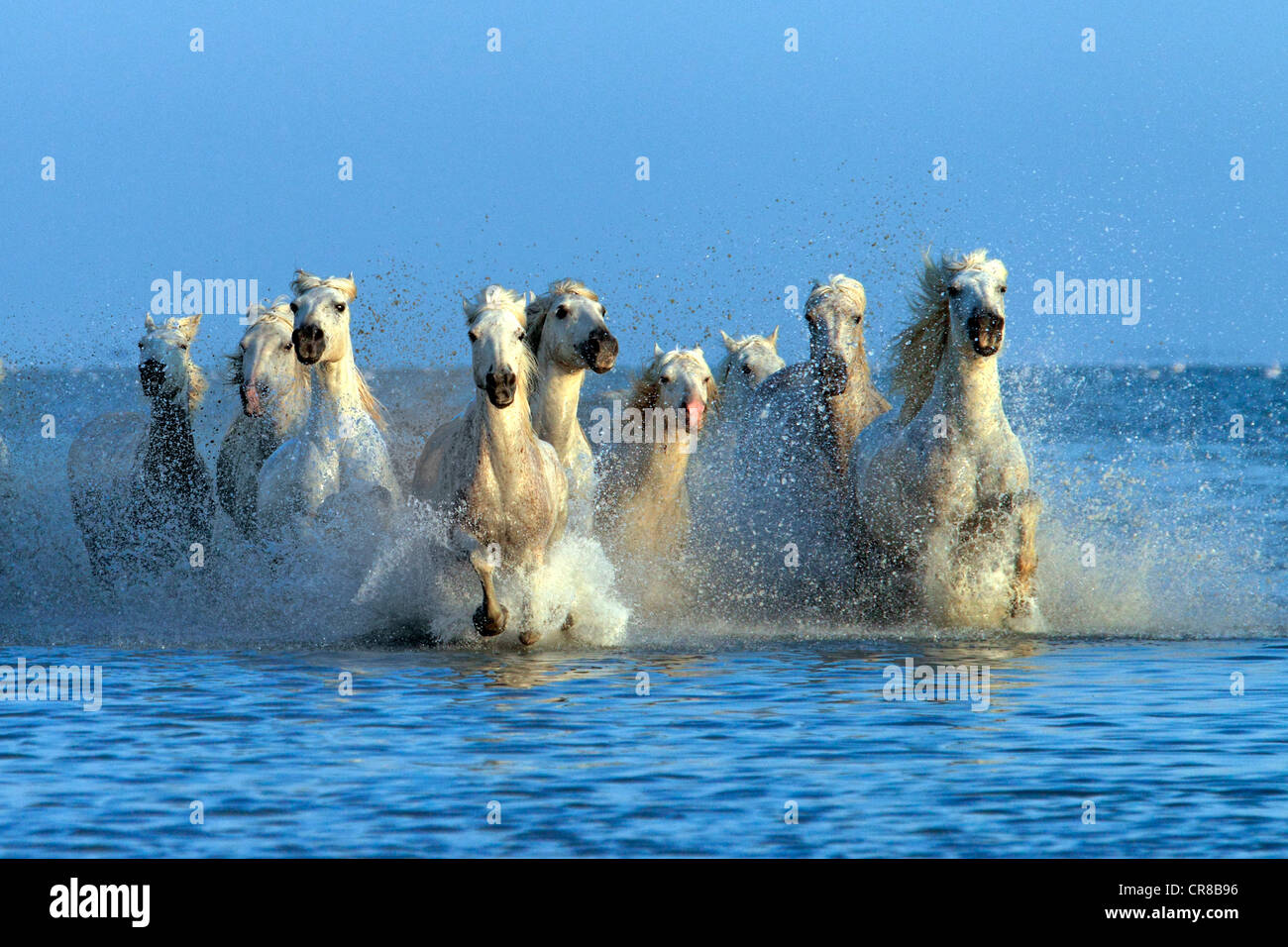 Cavalli Camargue (Equus caballus), allevamento gallopping attraverso acqua, Saintes-Marie-de-la-Mer, Camargue, Francia, Europa Foto Stock
