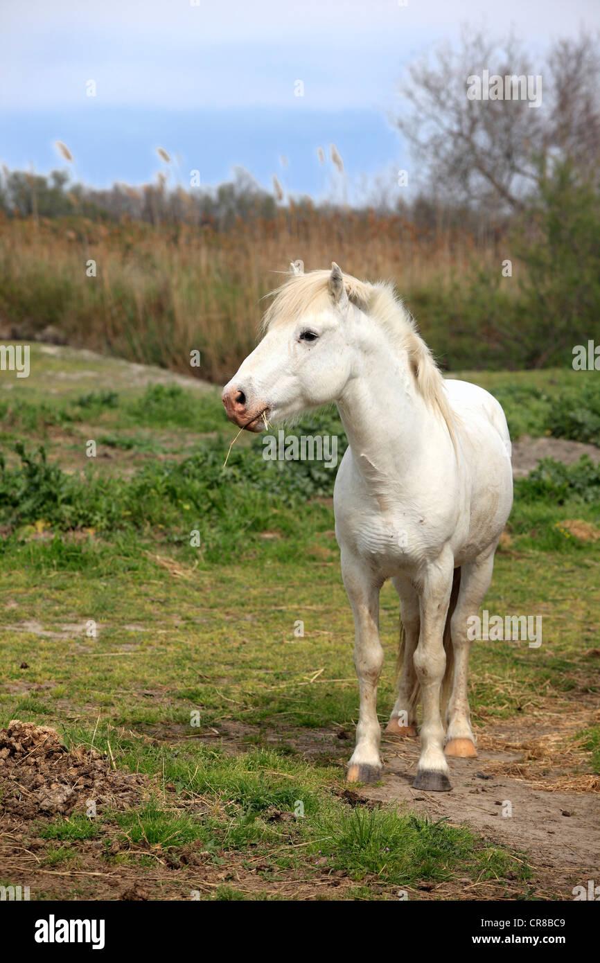 Cavalli Camargue (Equus caballus), mare, Saintes-Marie-de-la-Mer, Camargue, Francia, Europa Foto Stock