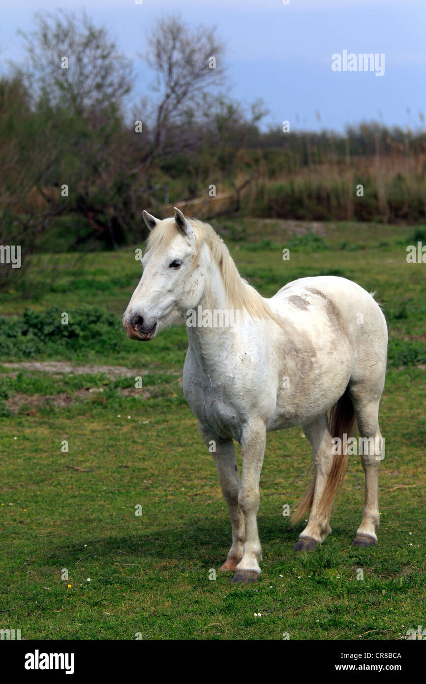 Cavalli Camargue (Equus caballus), mare, Saintes-Marie-de-la-Mer, Camargue, Francia, Europa Foto Stock