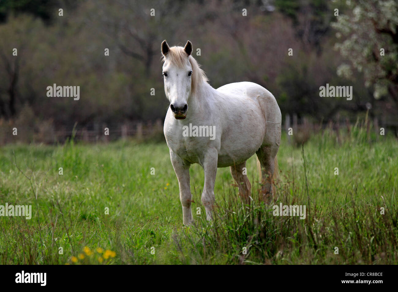 Cavalli Camargue (Equus caballus), mare, Saintes-Marie-de-la-Mer, Camargue, Francia, Europa Foto Stock