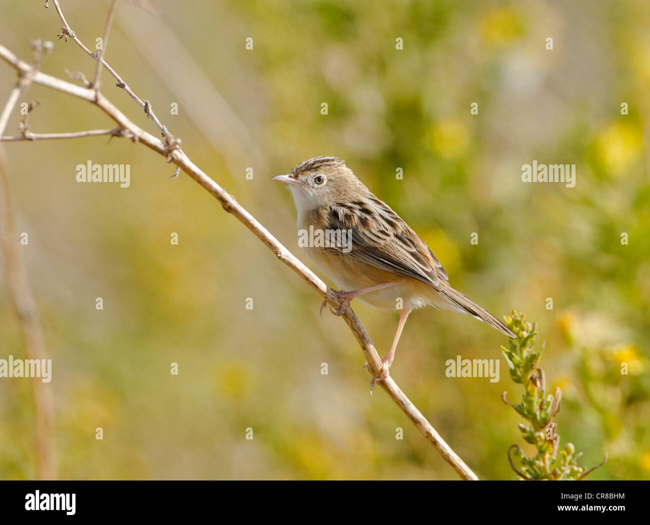 Zitting Cisticola Cisticola juncidis chiamato anche la ventola tailed Trillo La Janda Spagna meridionale Foto Stock