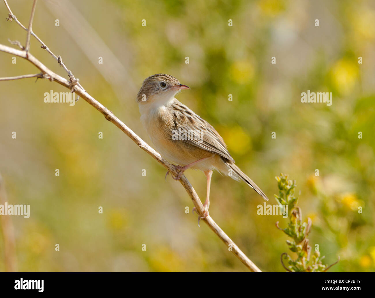 Zitting Cisticola Cisticola juncidis chiamato anche la ventola tailed Trillo La Janda Spagna meridionale Foto Stock