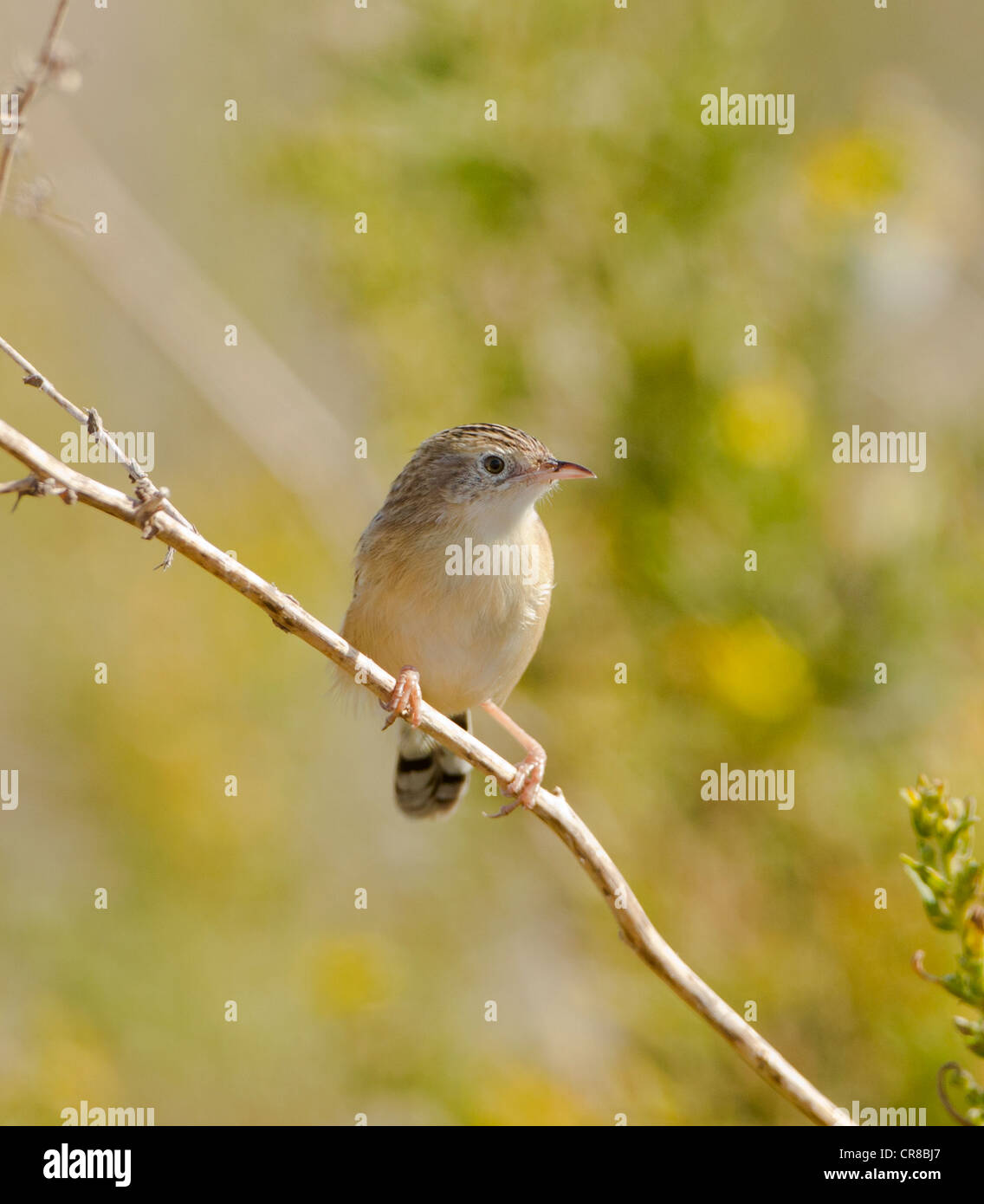 Zitting Cisticola Cisticola juncidis chiamato anche la ventola tailed Trillo La Janda Spagna meridionale Foto Stock