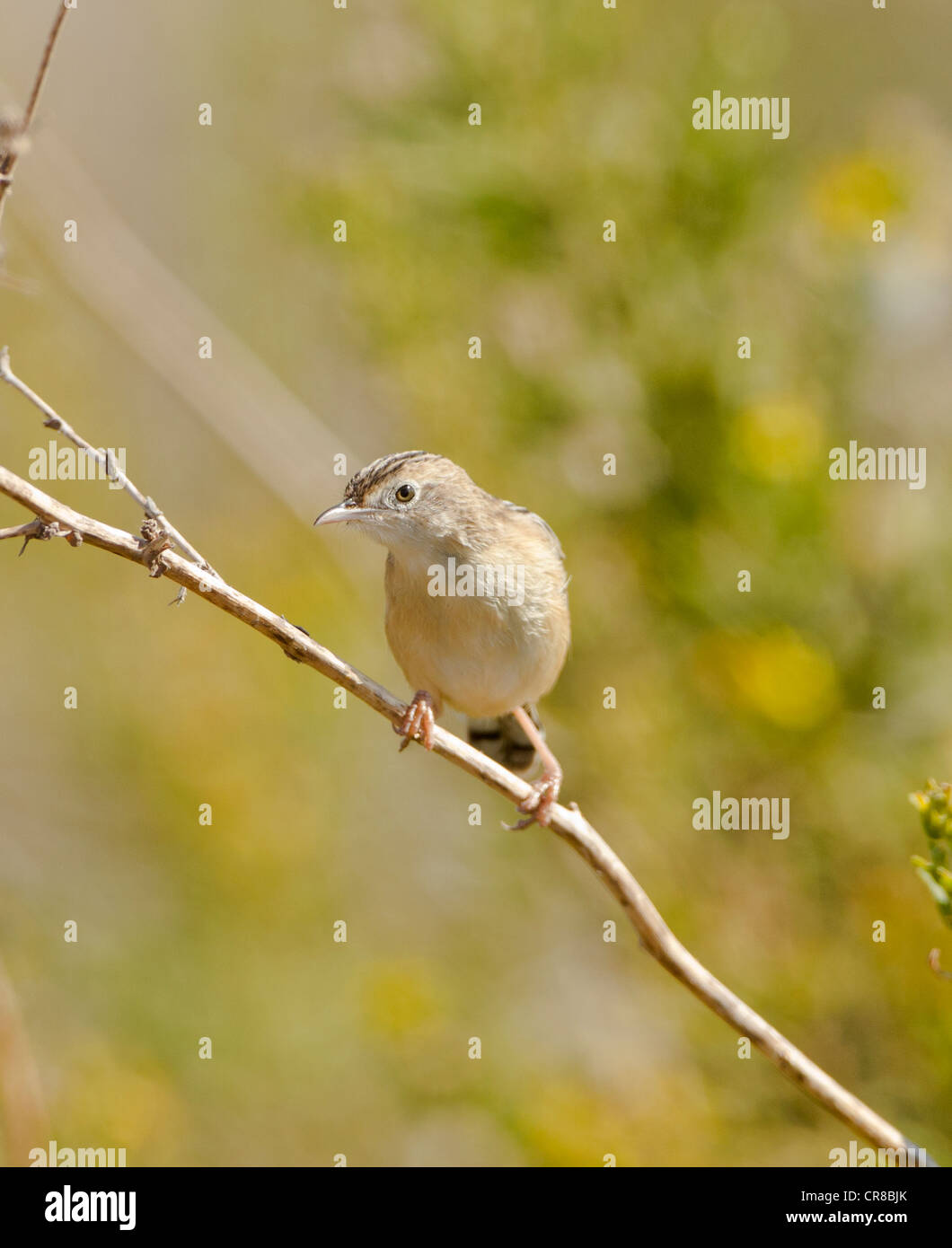 Zitting Cisticola Cisticola juncidis chiamato anche la ventola tailed Trillo La Janda Spagna meridionale Foto Stock