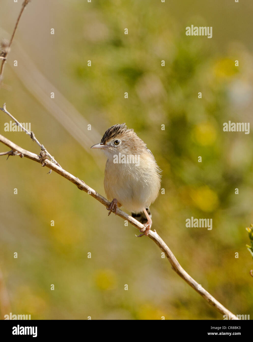 Zitting Cisticola Cisticola juncidis chiamato anche la ventola tailed Trillo La Janda Spagna meridionale Foto Stock