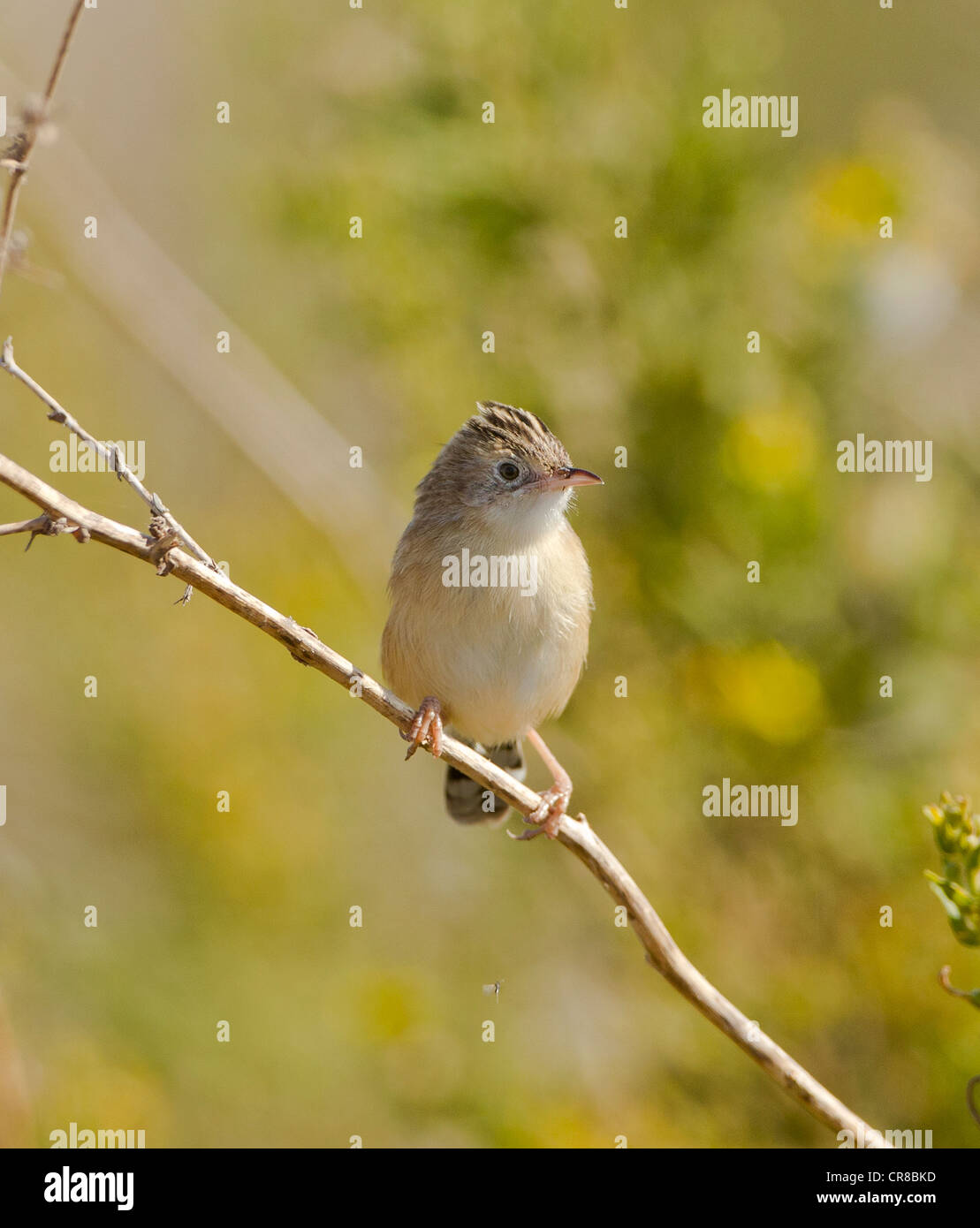 Zitting Cisticola Cisticola juncidis chiamato anche la ventola tailed Trillo La Janda Spagna meridionale Foto Stock