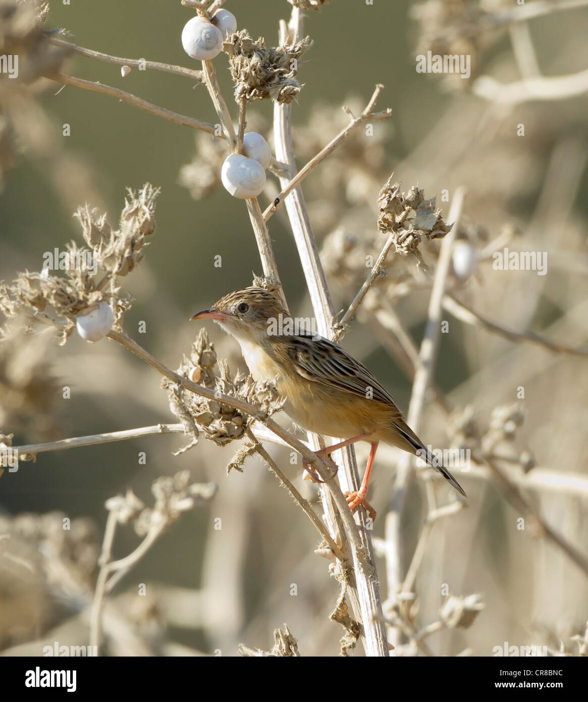 Zitting Cisticola Cisticola juncidis chiamato anche la ventola tailed Trillo La Janda Spagna meridionale Foto Stock