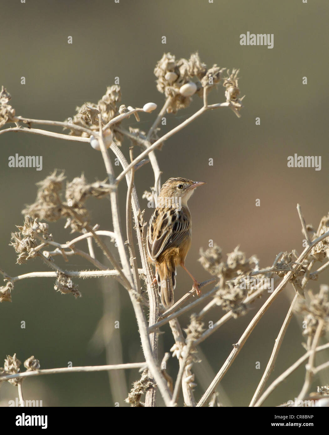 Zitting Cisticola Cisticola juncidis chiamato anche la ventola tailed Trillo La Janda Spagna meridionale Foto Stock