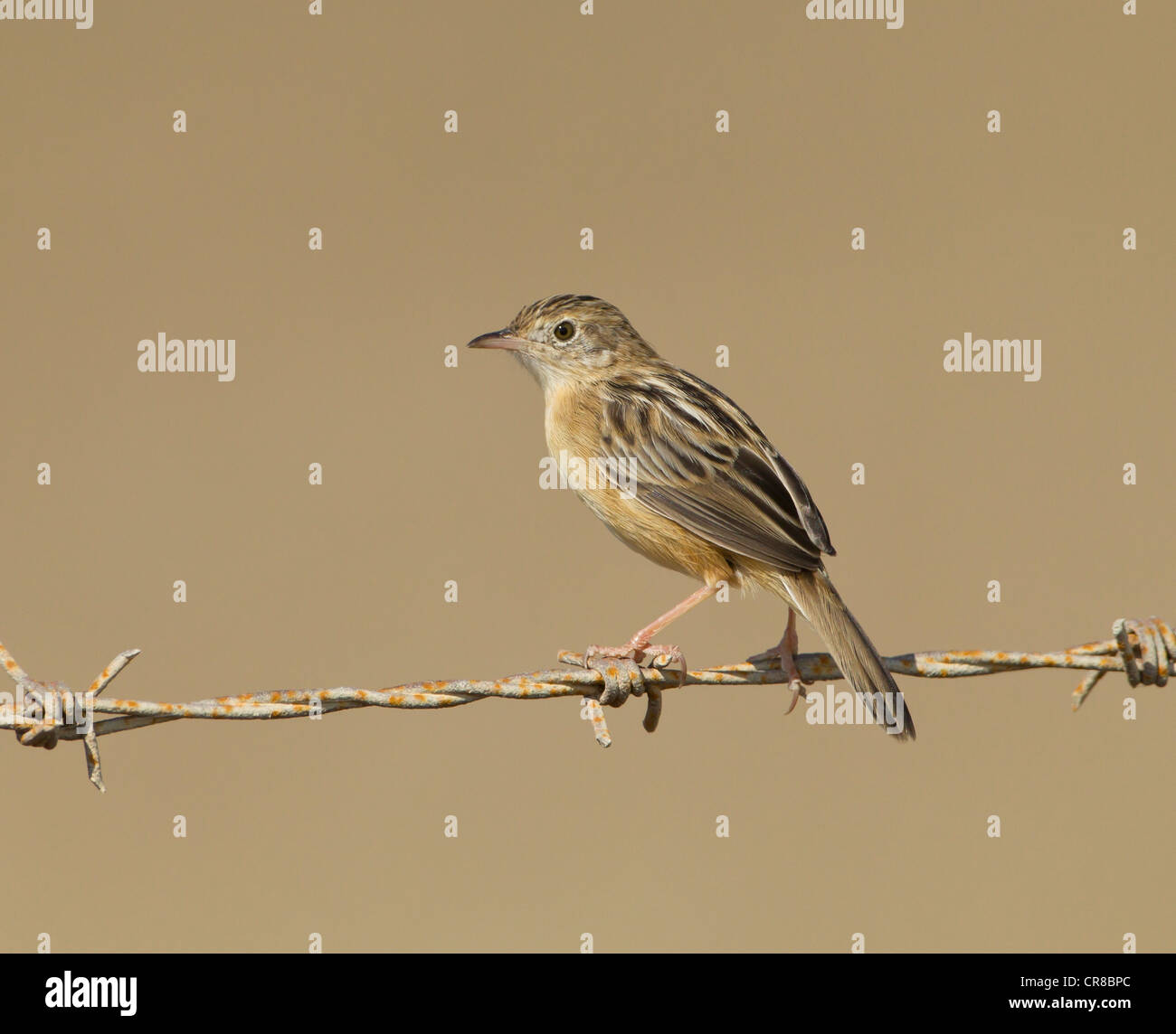 Zitting Cisticola Cisticola juncidis chiamato anche la ventola tailed Trillo La Janda Spagna meridionale Foto Stock